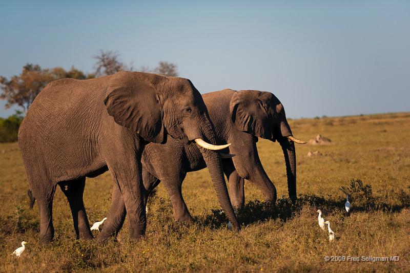 20090616_161921 D3 X1.jpg - Elephants